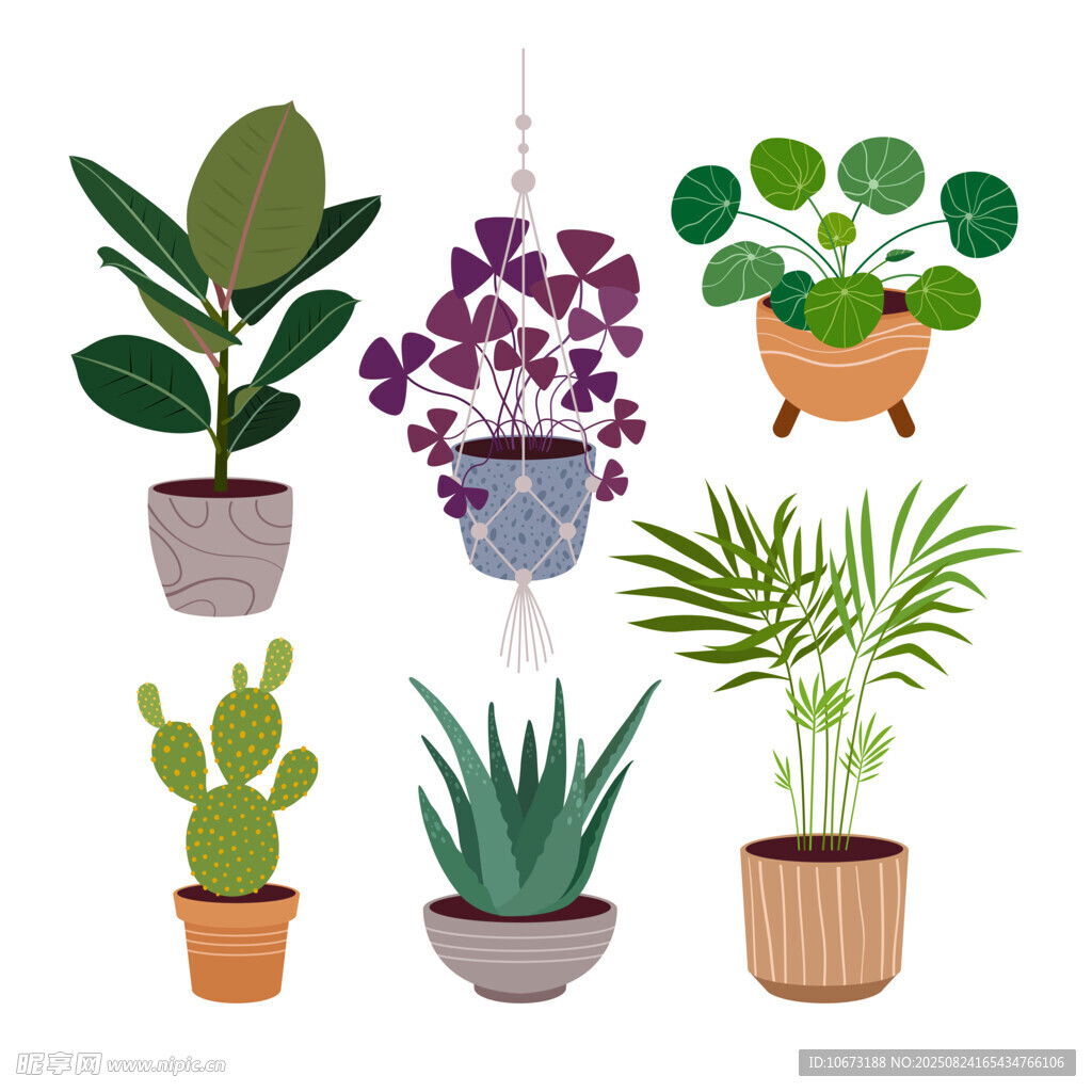 多样盆栽植物组合展示