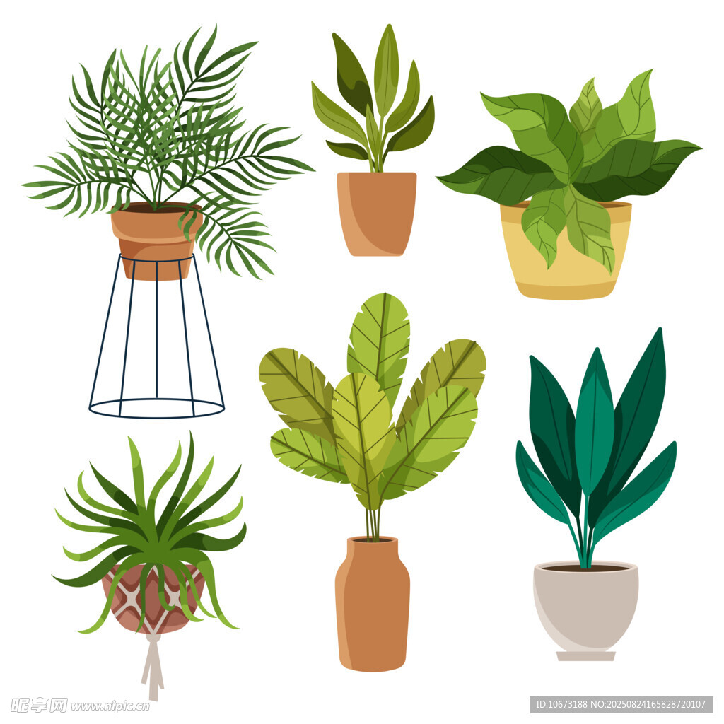 多样盆栽植物展示