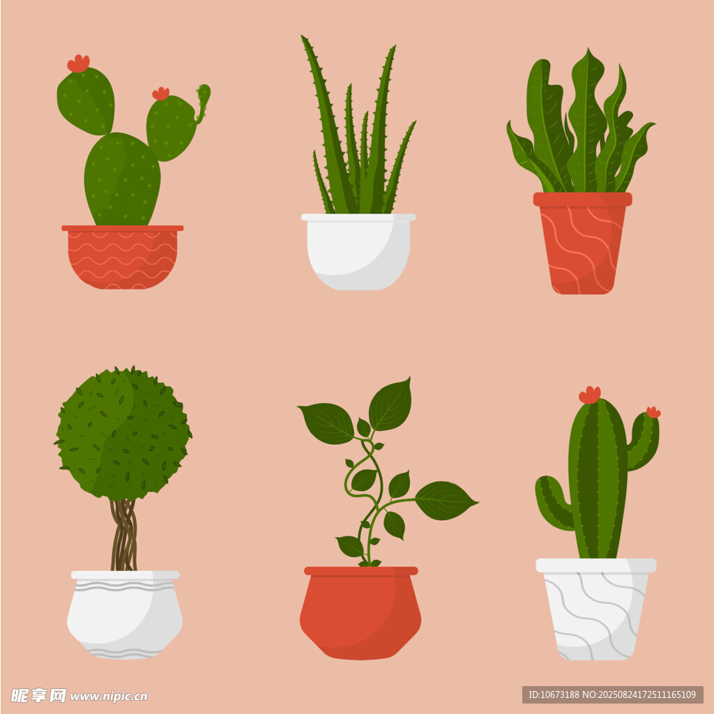 多样盆栽植物展示