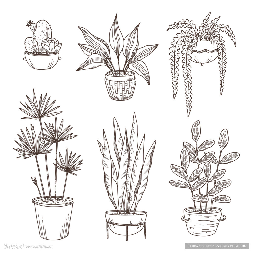 手绘盆栽植物插画