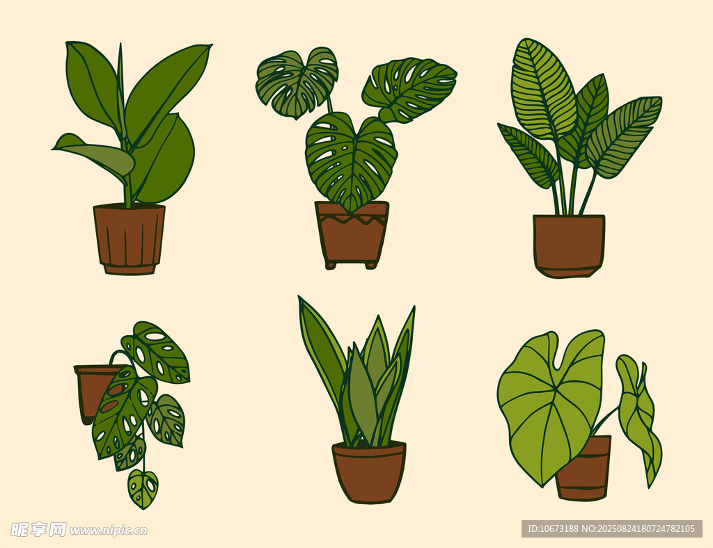 多样盆栽绿植展示