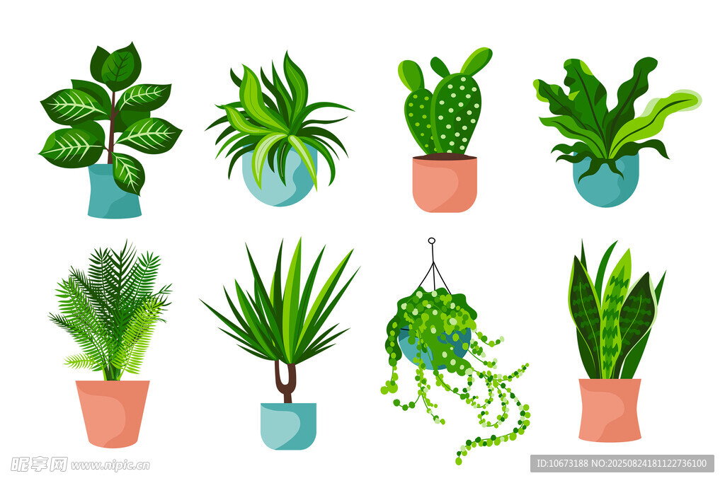 多样盆栽绿植展示