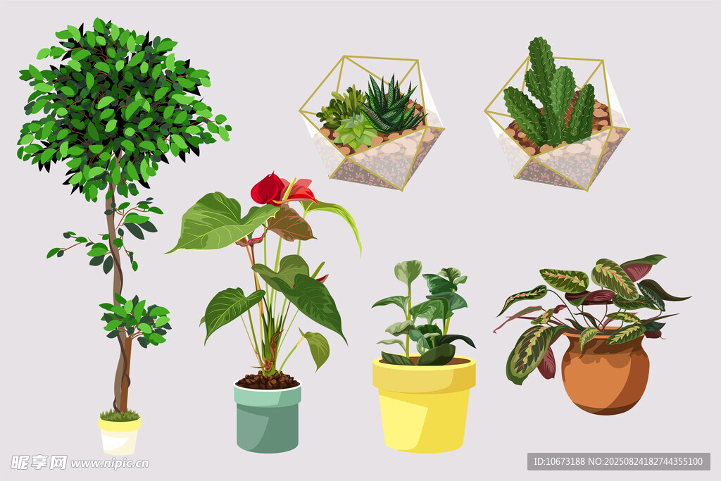 多样盆栽植物展示