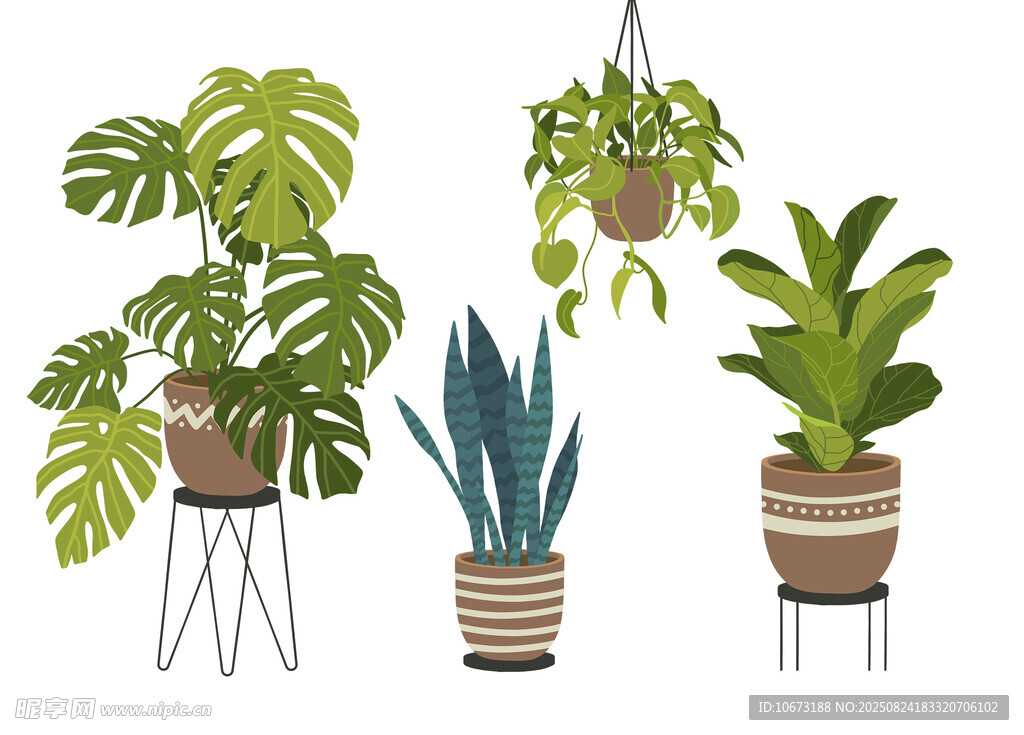多样盆栽植物展示