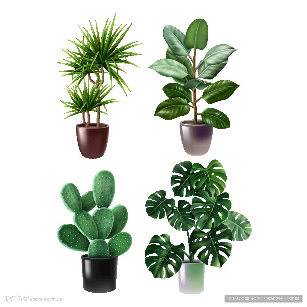 多样盆栽植物展示