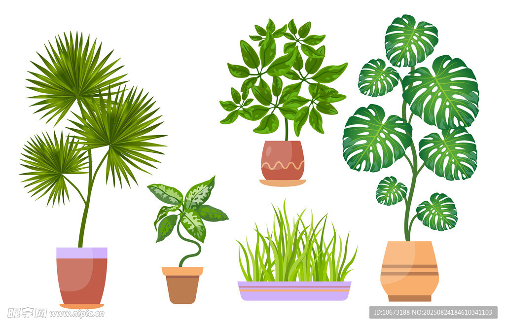 多样盆栽绿植展示