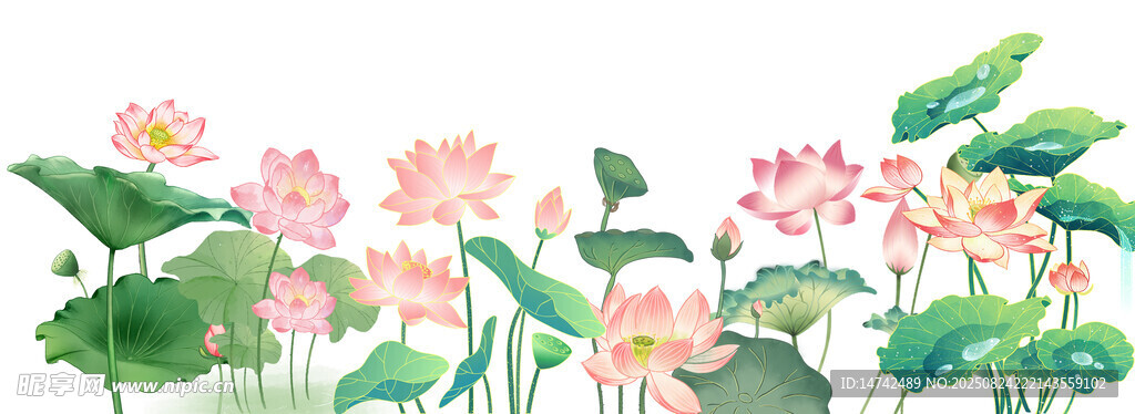荷花素材