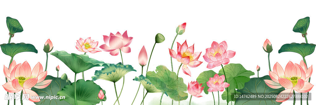 免扣荷花