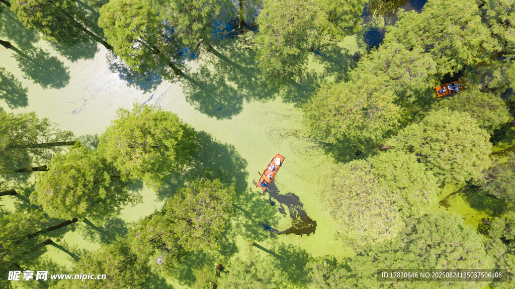 扬州水上森林夏季风光