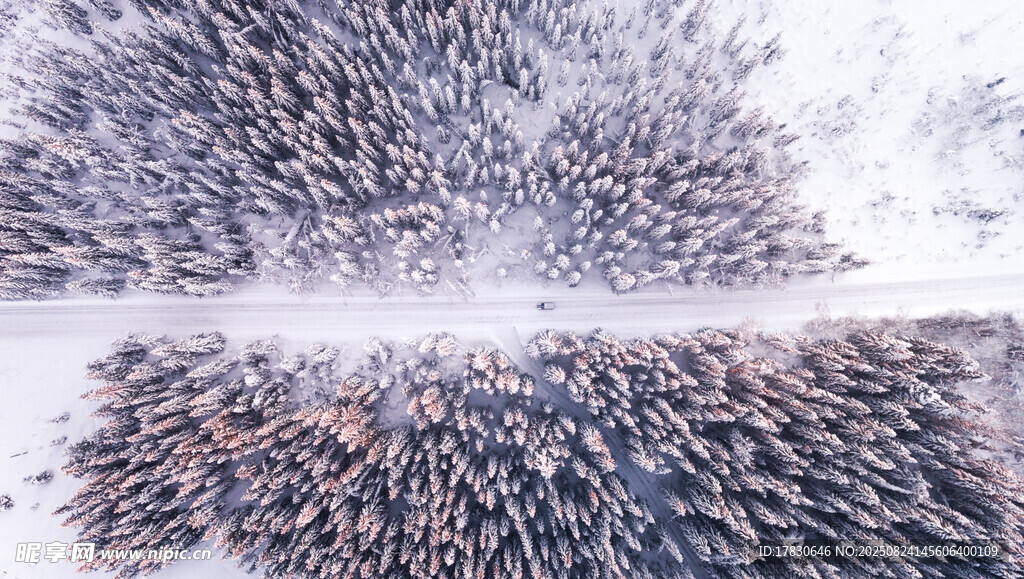 冬日雪景中密集的树木景观