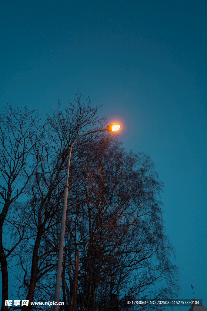 夜幕下的路灯与光秃树木