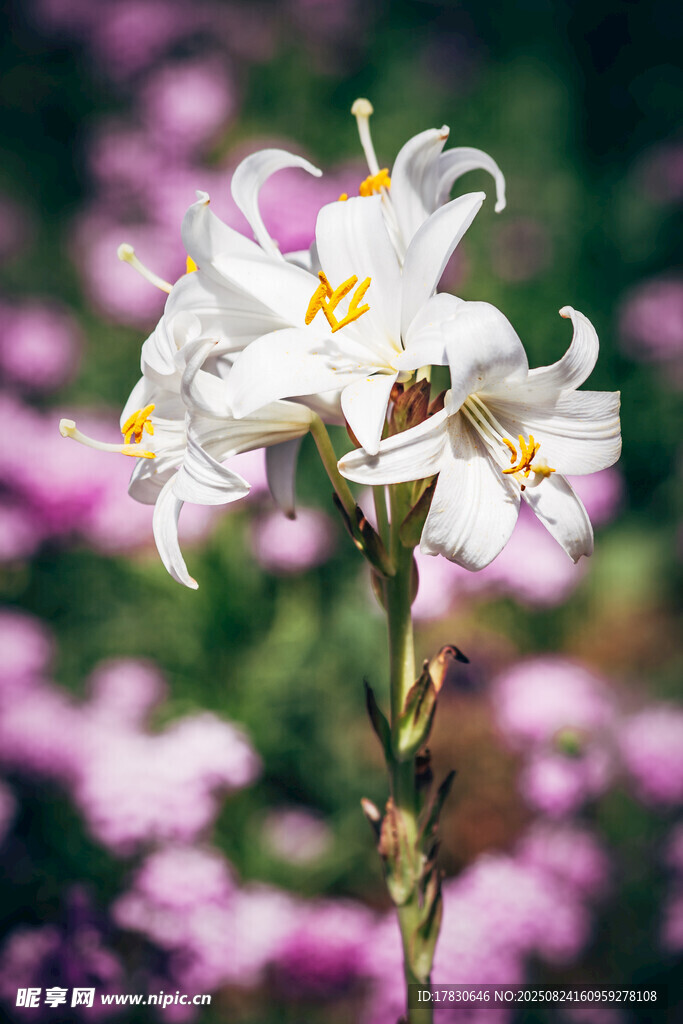 绽放的美丽白色百合花