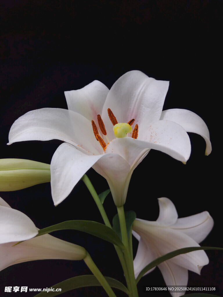 优雅白色百合花绽放