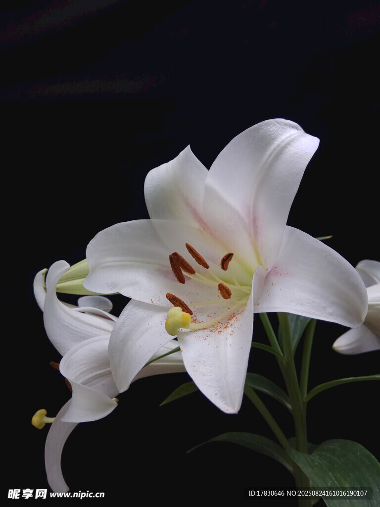 优雅绽放的白色百合花