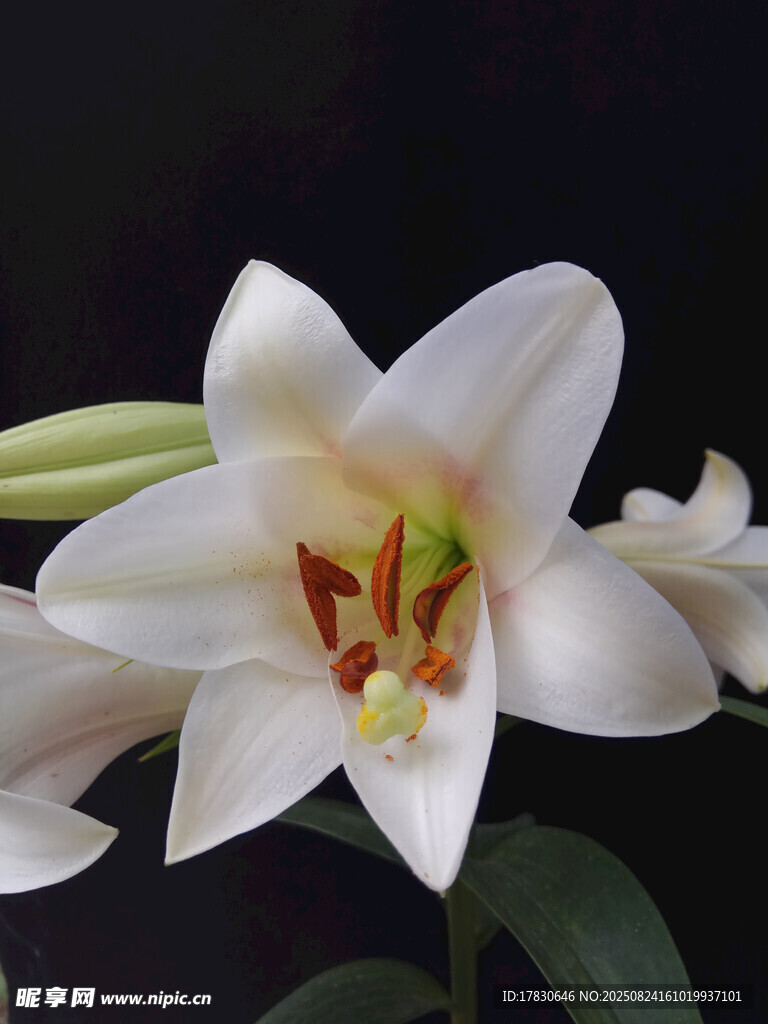 优雅绽放的白色百合花