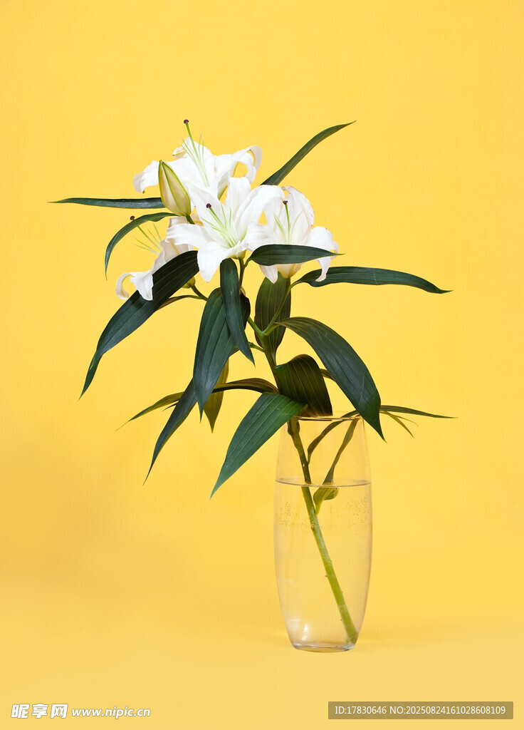 黄色背景花瓶中的白百合花