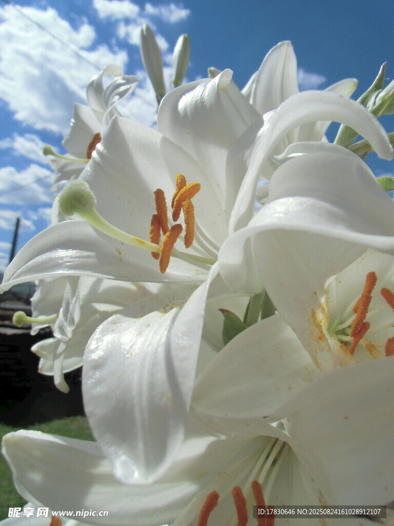 洁白百合花绽放于蓝天