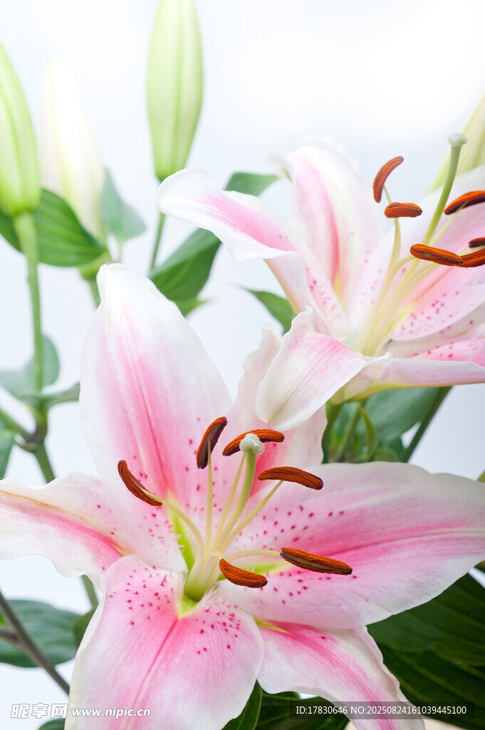 娇艳粉色百合花绽放