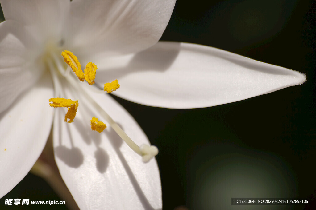 白色花朵特写