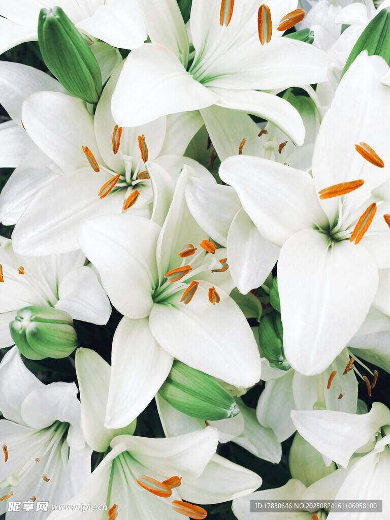 纯白百合花绽放