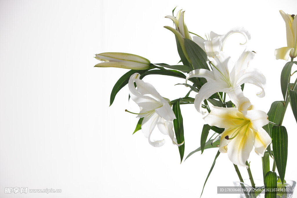 白色百合花特写