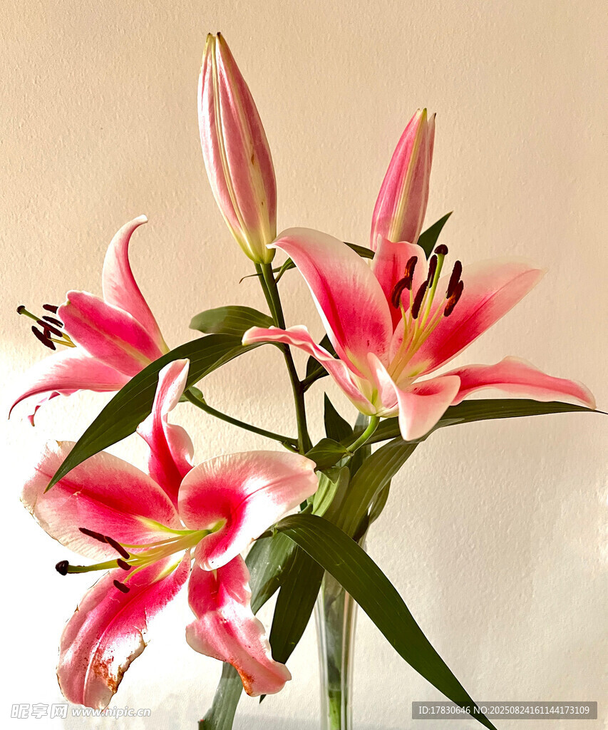 粉色百合花绽放