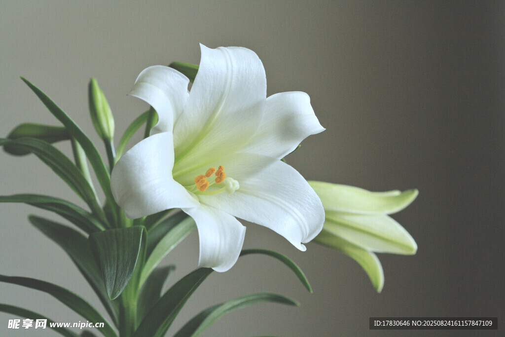 优雅白色百合花绽放
