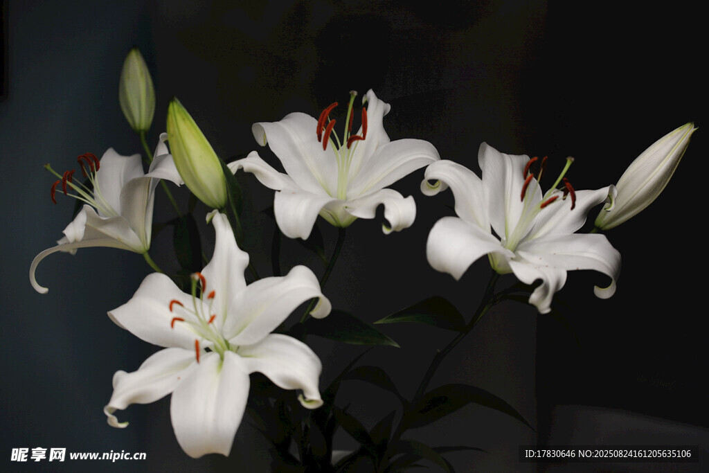 优雅绽放的白色百合花