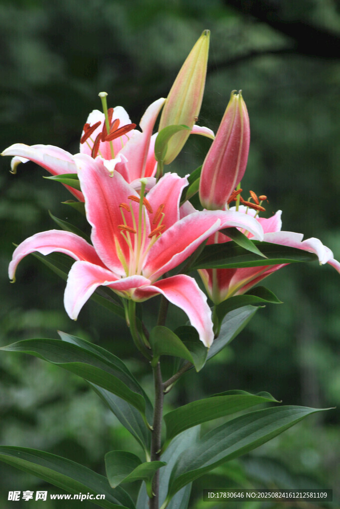 娇艳粉色百合花绽放