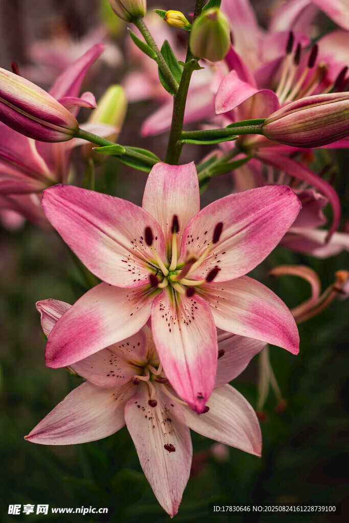 娇艳粉色百合花绽放