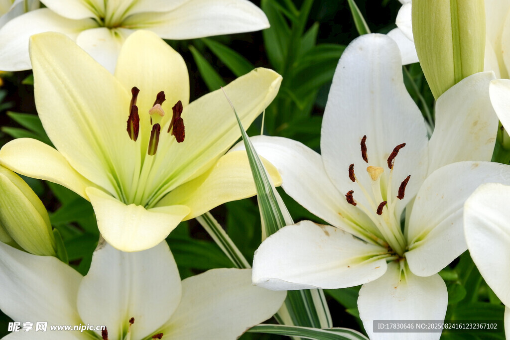清新绽放的美丽百合花
