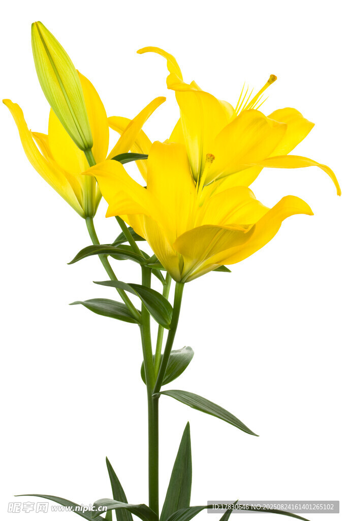 黄色百合花特写