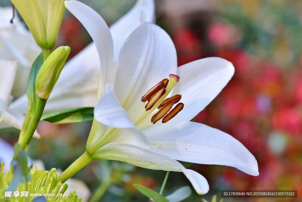优雅绽放的白色百合花