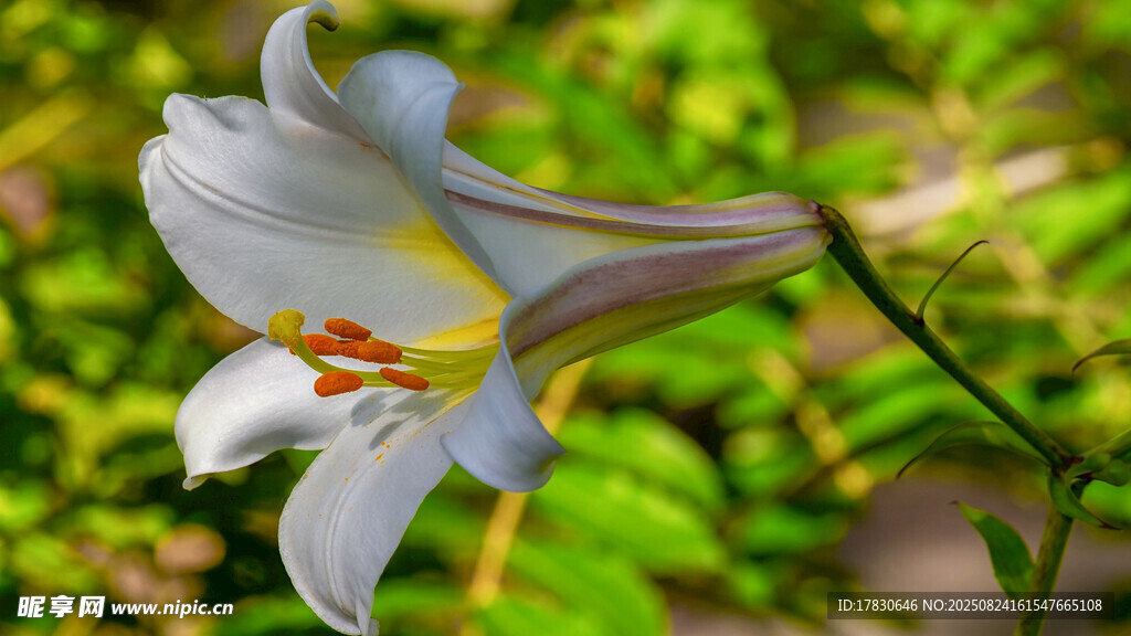 白色百合花绽放