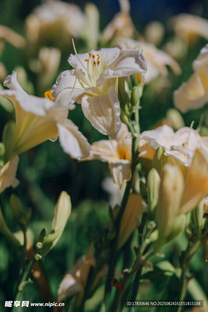 白色花卉特写
