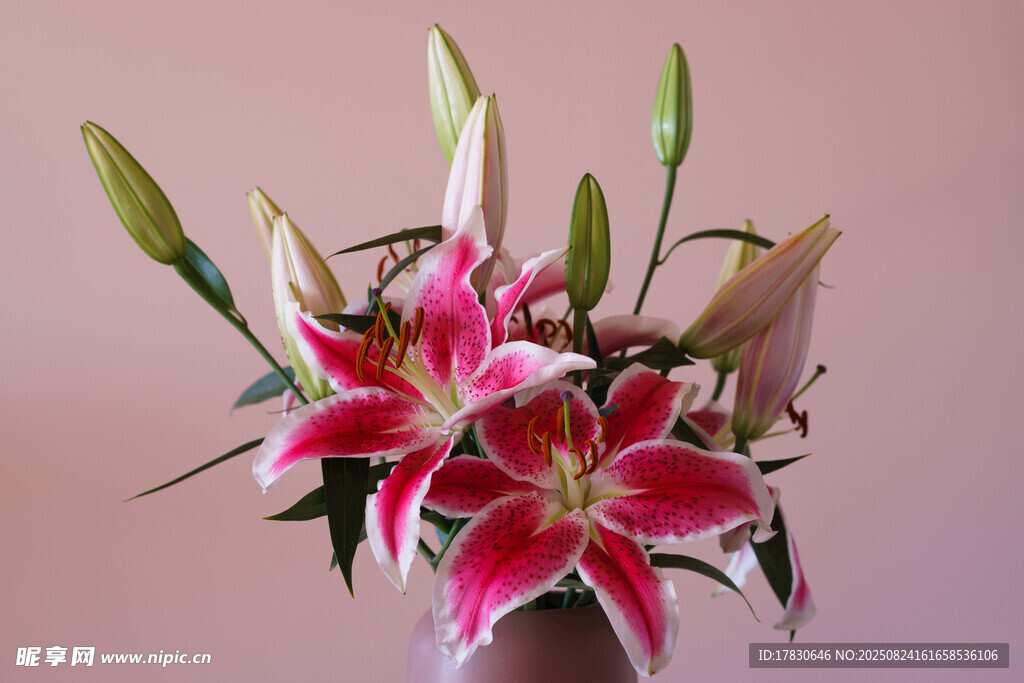 粉色百合花束特写