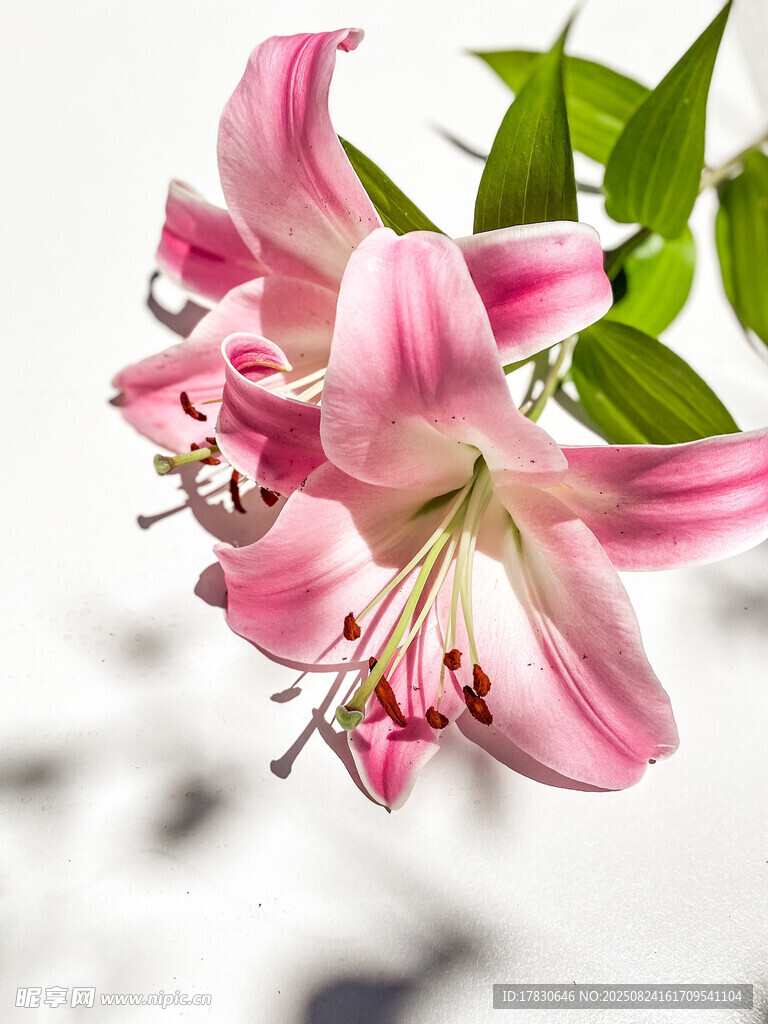 粉色百合花绽放