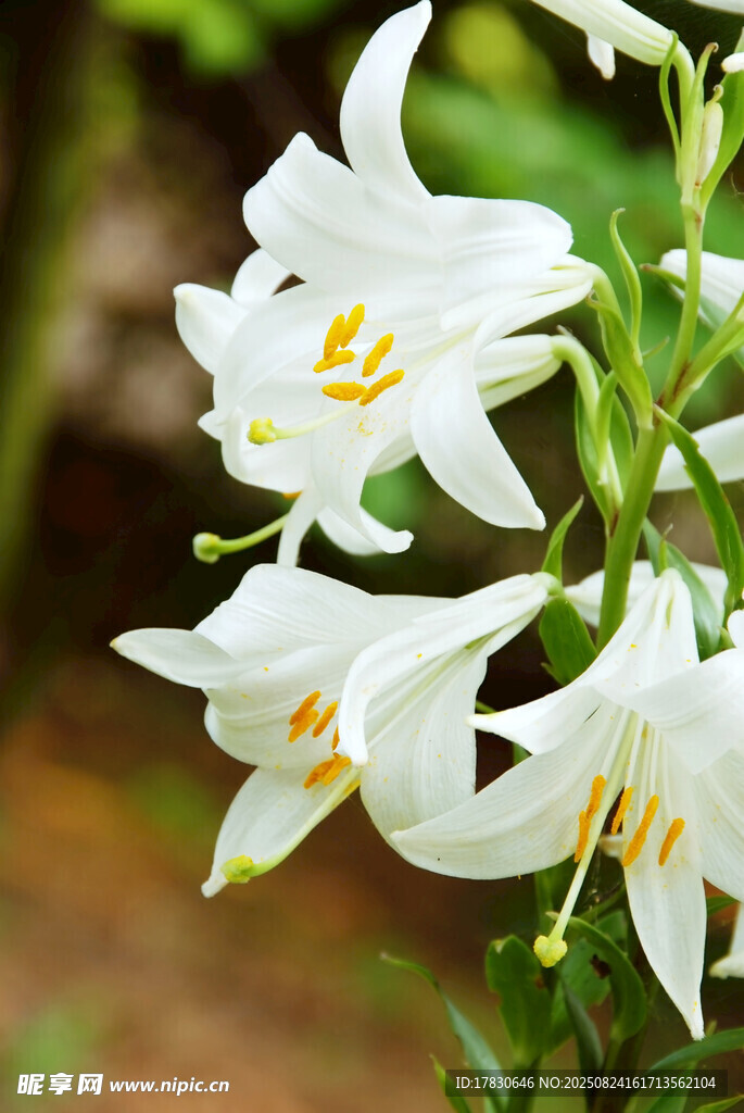 绽放的白色百合花