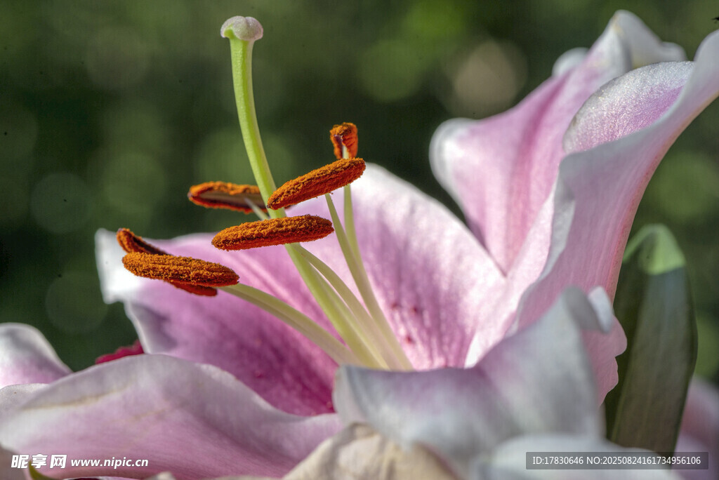 粉色百合花上的小昆虫