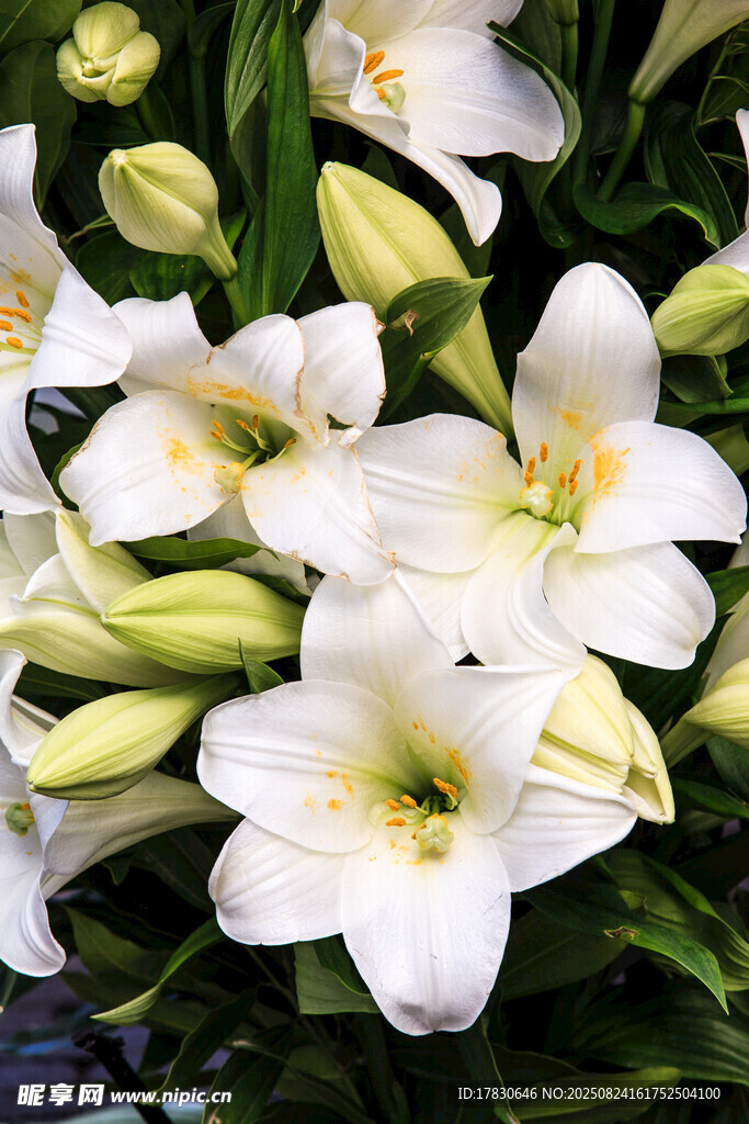 清新白色百合花绽放