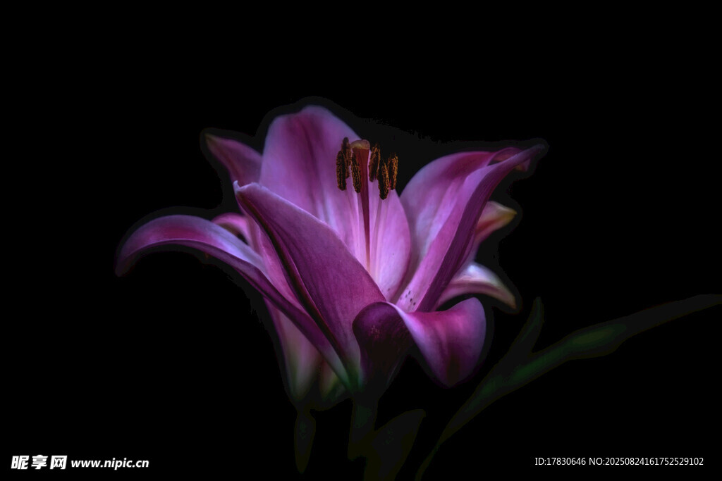 紫色百合花特写