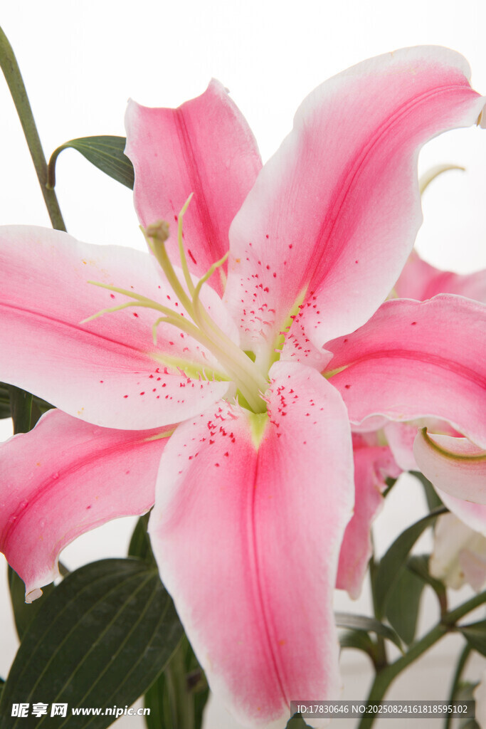 粉色优雅百合花特写