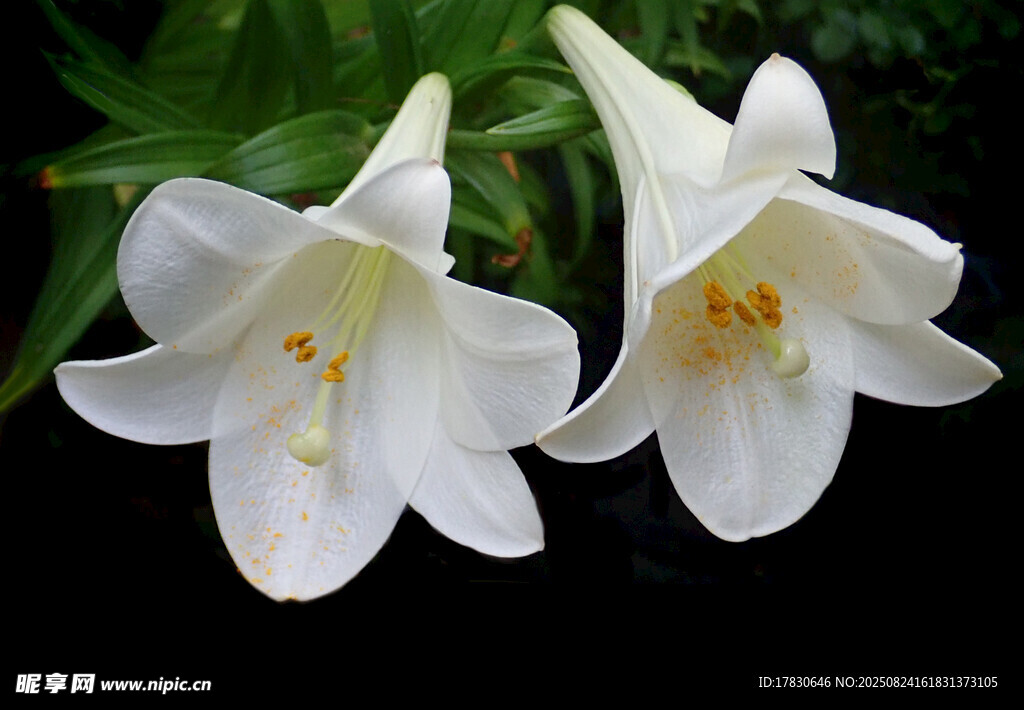 两朵纯洁的白色百合花