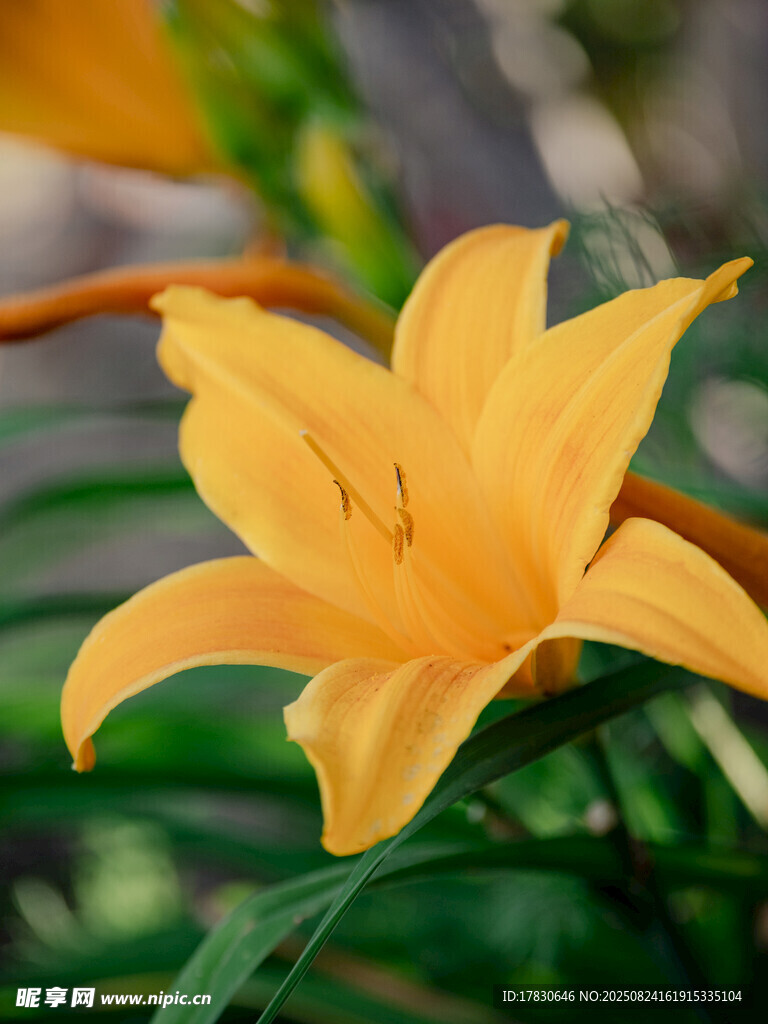 黄色百合花特写