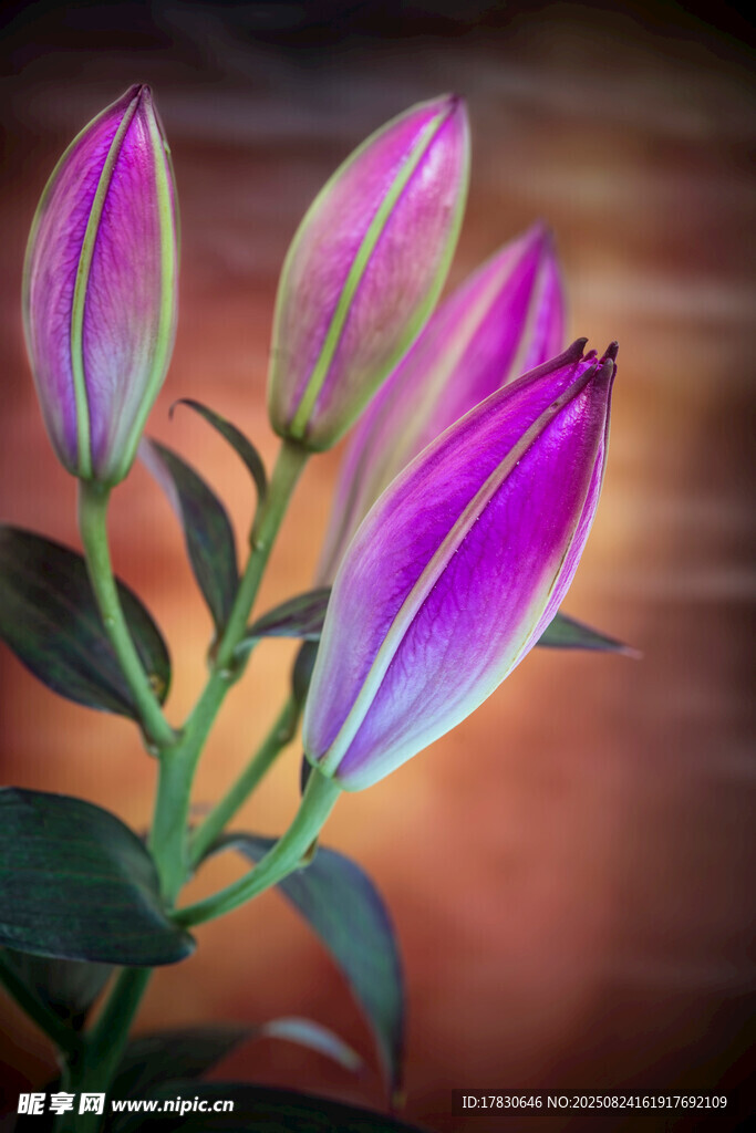 紫色绽放花朵特写