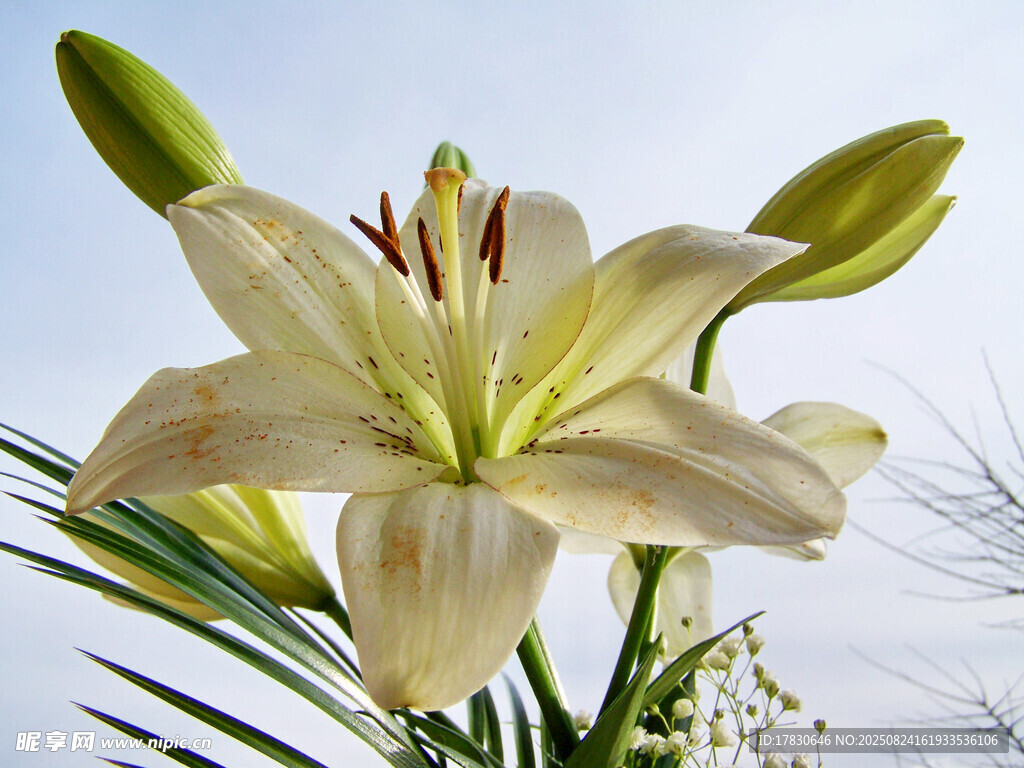 淡雅百合花绽放