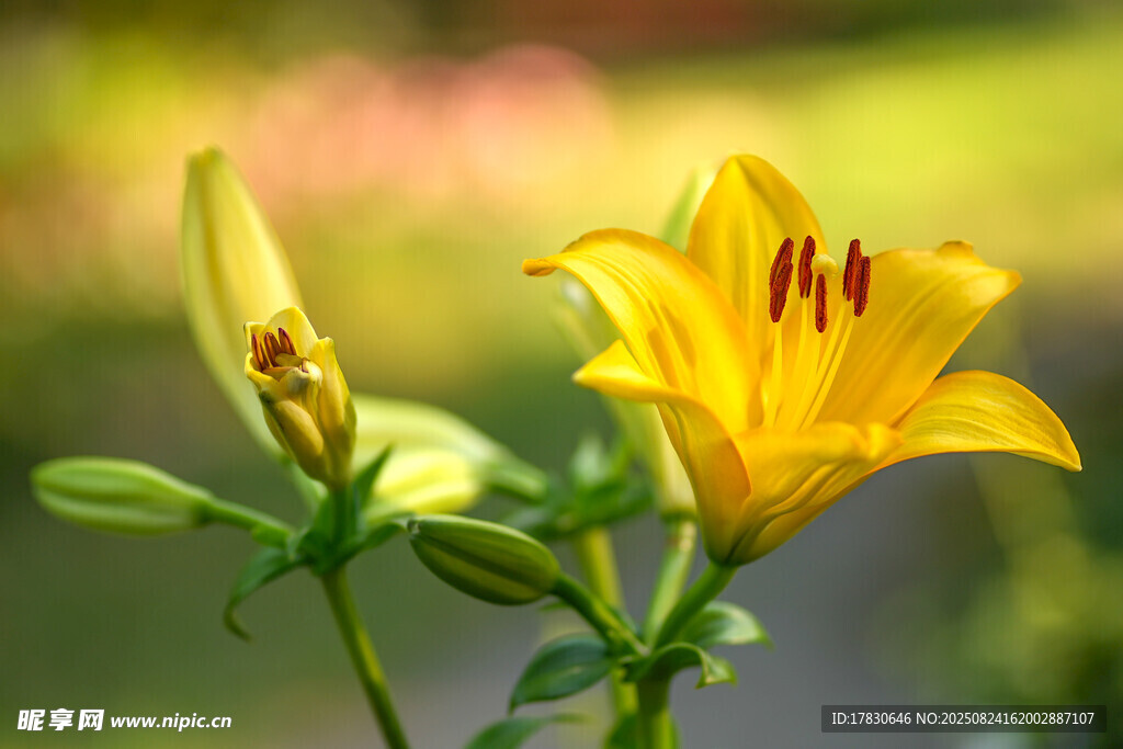 绽放的黄色百合花