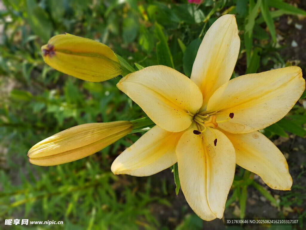 黄色百合花绽放