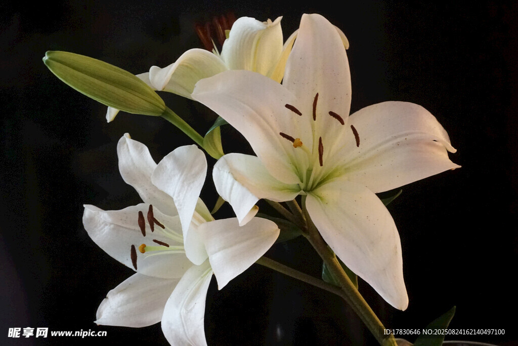 优雅白色百合花绽放