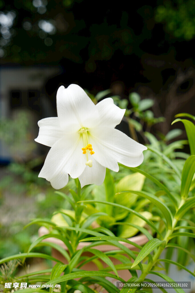 白色绽放花朵特写